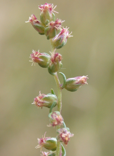 Field Wormwood