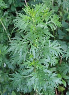 Common Mugwort