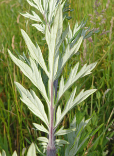 Common Mugwort