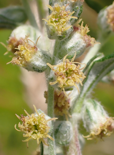 Common Mugwort