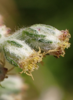 Common Mugwort