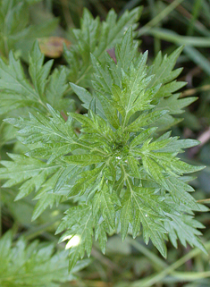 Common Mugwort