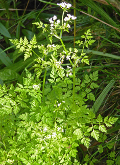 Cultivated Chervil