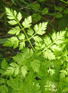 Cultivated Chervil