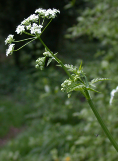 Cow Parsley