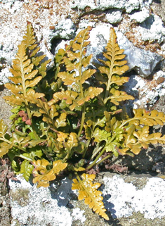 Black Spleenwort