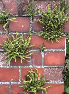 Maidenhair Spleenwort