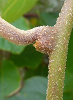 Chinese Gooseberry