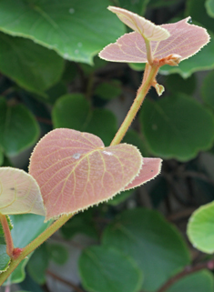 Chinese Gooseberry