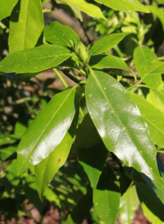 Japanese Aucuba