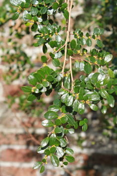 Small-leaved Azara