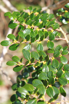 Small-leaved Azara