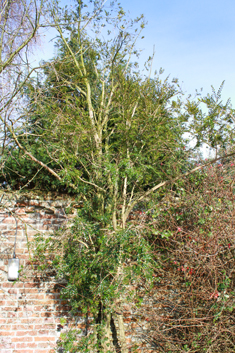 Small-leaved Azara