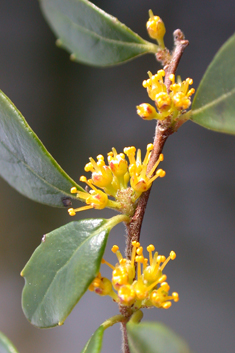 Small-leaved Azara