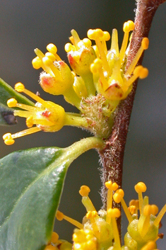 Small-leaved Azara