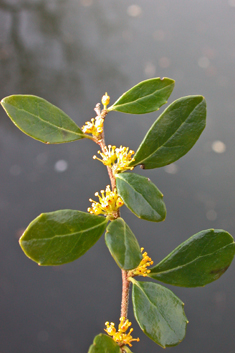 Small-leaved Azara