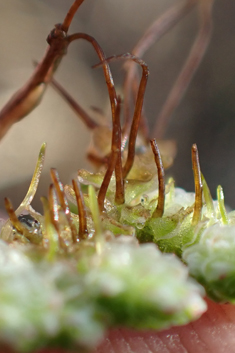 Pacific Mosquito-fern