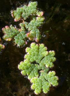 Pacific Mosquito-fern