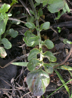 Early Winter-cress