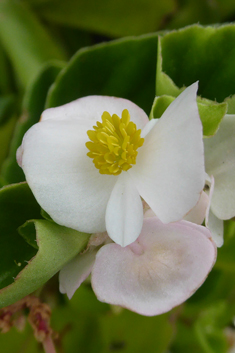 Wax Begonia