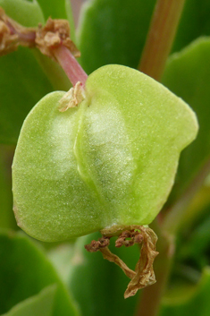 Wax Begonia