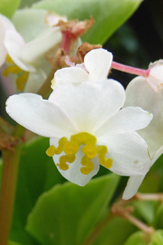 Wax Begonia