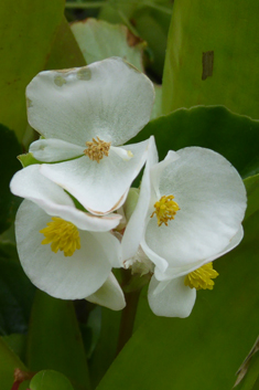 Wax Begonia