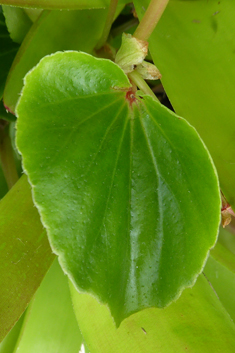 Wax Begonia