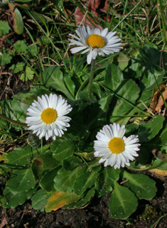 types of white daisy