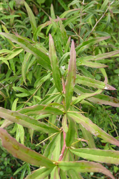 Gagnepain's Barberry