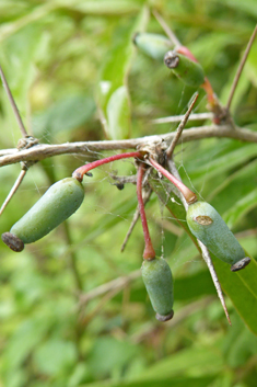 Gagnepain's Barberry