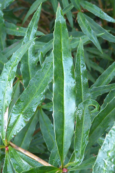 Gagnepain's Barberry