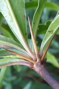 Gagnepain's Barberry