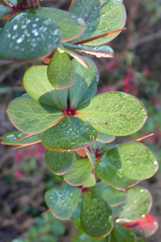 Wilson's Barberry