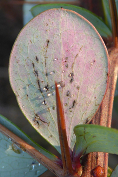 Wilson's Barberry