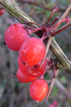 Wilson's Barberry