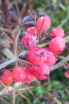 Wilson's Barberry