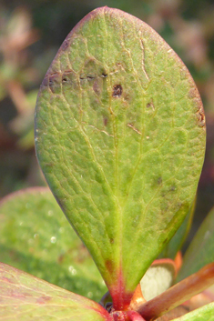 Wilson's Barberry