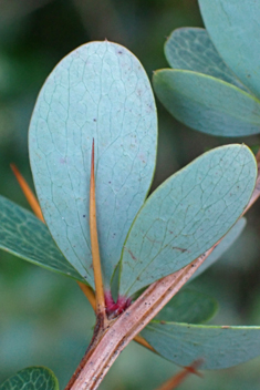 Wilson's Barberry