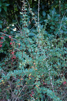 Wilson's Barberry