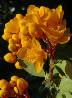 Berberis x lologensis