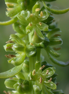 Sea Beet