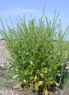 Sea Beet