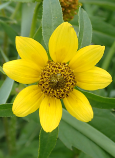 Nodding Bur-marigold