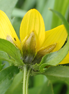 Nodding Bur-marigold