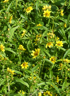 Nodding Bur-marigold