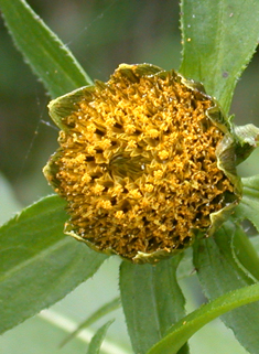 Nodding Bur-marigold