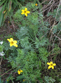 Fern-leaved Beggarticks