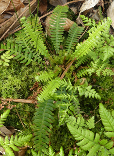 Common Hard Fern