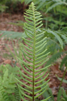 Common Hard Fern
